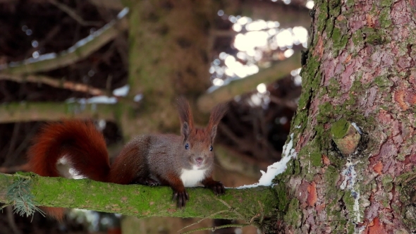 Red Squirrel on Tree Forest