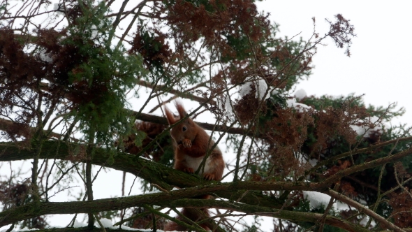 Red Squirrel on Tree Forest