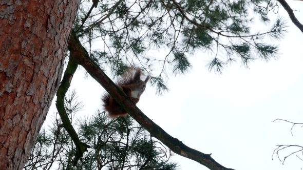 Red Squirrel on Tree Forest