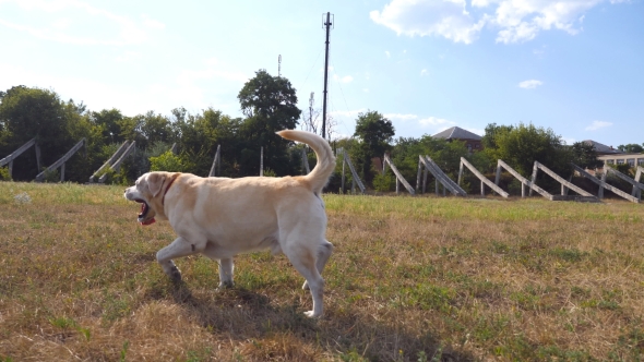 Follow to Labrador or Golden Retriever Jogging on the Meadow and Wagging Tail alt
