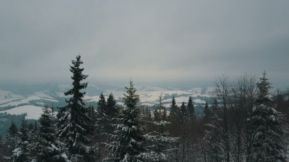 Aerial View of Winter Mountains Covered with Pine Trees. Mountains on Snowy Day, Beauty of Wildlife alt