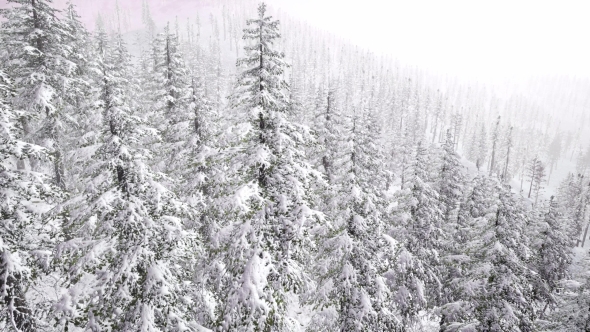 Flight Above Winter Forest, Motion Graphics | VideoHive