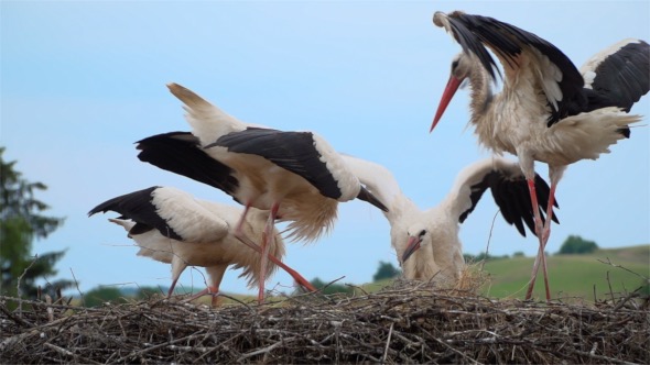 Storks