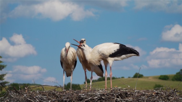 Storks
