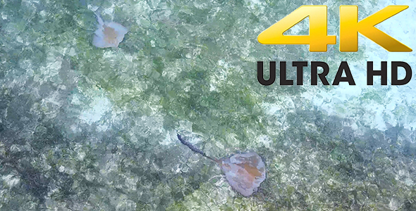 Aerial Shot of Stingrays Playing in Clear Shallow Water alt