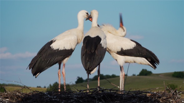 Storks