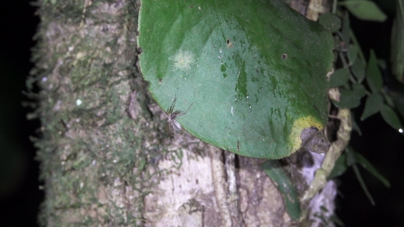Cricket Sound in Costa Rica Forest