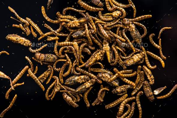Edible insects and worms, protein source Stock Photo by merc67 | PhotoDune