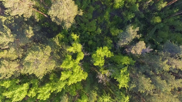 Beautiful Aerial View on Forest from Above