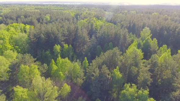 Beautiful Aerial View on Forest from Above by sergeytimofeev | VideoHive