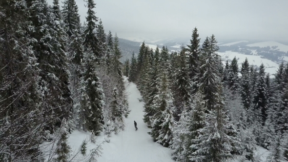 Snowboarder Descending Among Trees alt