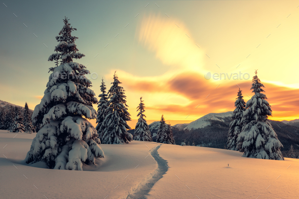 Dramatic wintry scene with snowy trees. - Stock Photo - Images