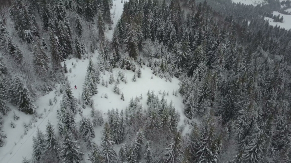 Aerial View of Skiers Moving through a Forest Among Pine Trees alt