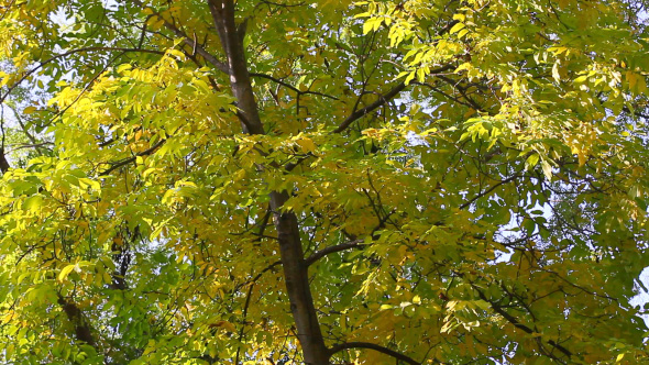 Colorful Leaves In Autumn Park