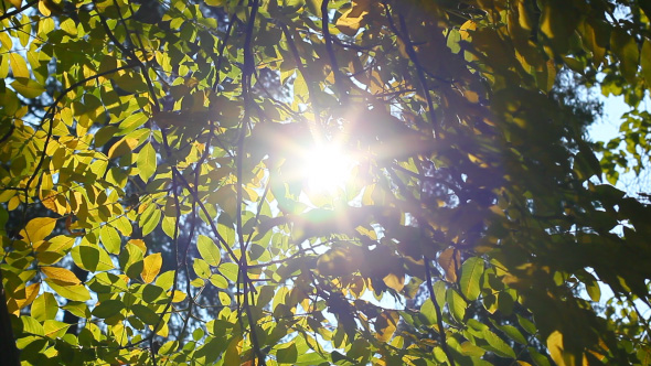 Colorful Leaves In Autumn Park