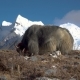Yaks in the Himalayas - VideoHive Item for Sale