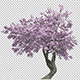 Flowering Cherry - VideoHive Item for Sale