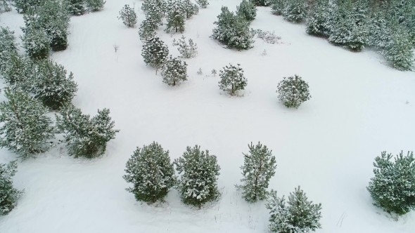 Aerial View of Winter Snowy Forest