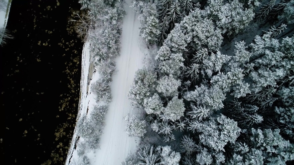  Winter Snowy Forest