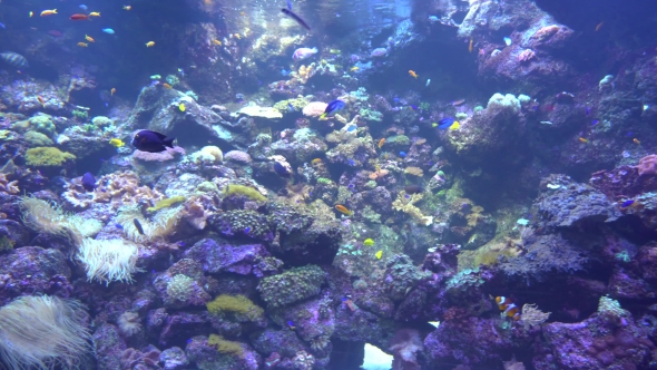 Underwater World - Sea, Ocean, Fish, Coral