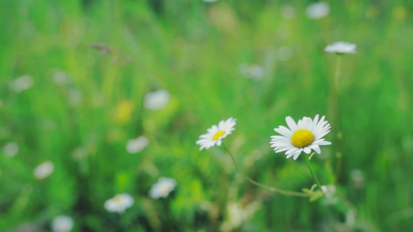 Chamomile Flowers . A Group of Daisies, Sway Gently in the Breeze.