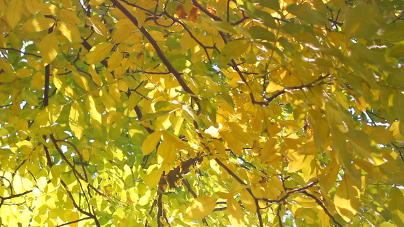 Colorful Leaves In Autumn Park