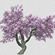 Cherry Blossom - VideoHive Item for Sale