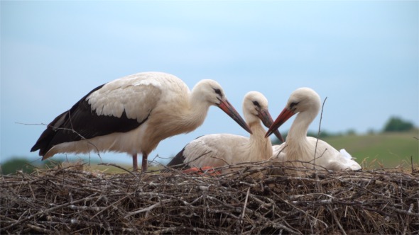 Storks