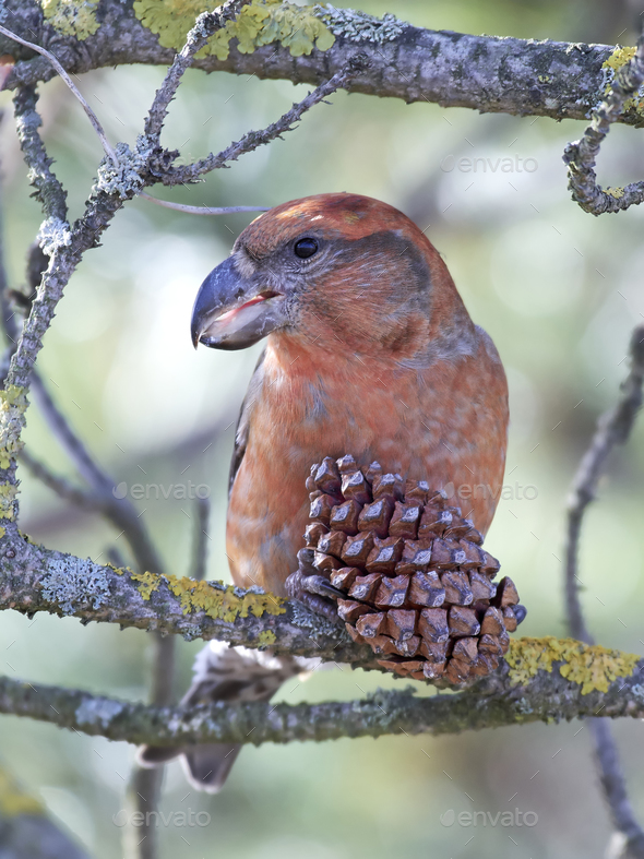 Parrot crossbill (Loxia pytyopsittacus) - Stock Photo - Images