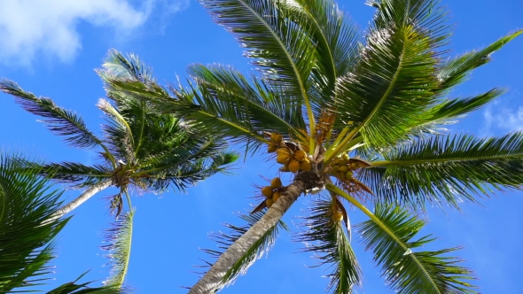 Film of Caribbean Palm Trees Low Angle View alt
