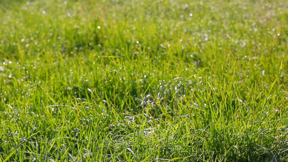 Fresh Green Grass Natural Background