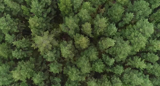 Aerial Nature View of Green Wild Forest