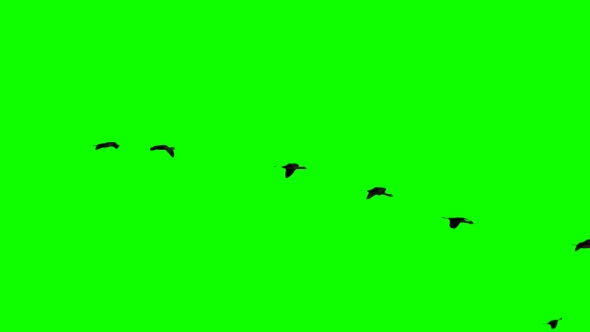 Plegadis Falcinellus Flying Over Green Screen in Super