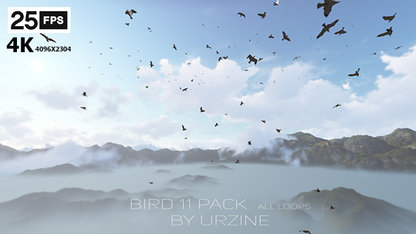 Bird 11 Pack 4K alt