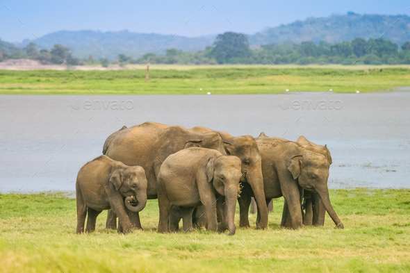 A Herd of Sri Lankan Elephant - Stock Photo - Images