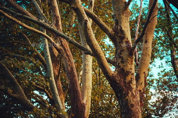 where can i dump tree branches near me for free