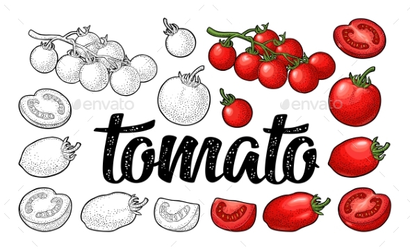 Set of Hand Drawn Tomatoes - Food Objects