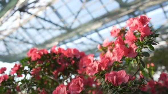 Flowers in Greenhouse alt