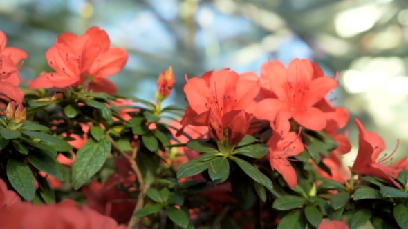 Flowers in Greenhouse alt