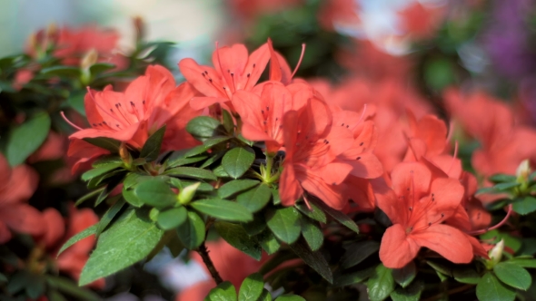 Blooming Flowers alt