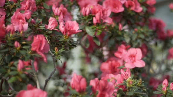 Rododendron Flowers Blossom Green Bush Full of Purple Azalea Buds and Flowers alt