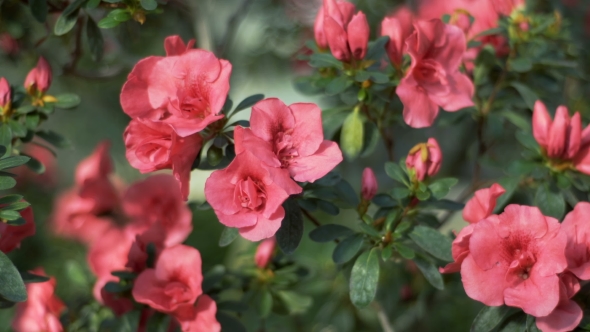 Rododendron Flowers Blossom Green Bush Full of Purple Azalea Buds and Flowers alt
