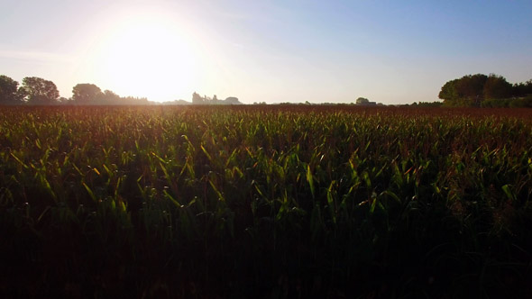 Great Corn Fields Farmland at Sunrise