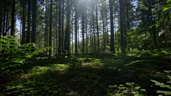 Beautiful Forest alt