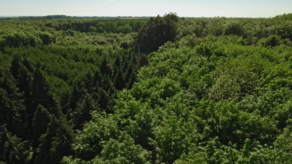 Drone View Over Forest alt