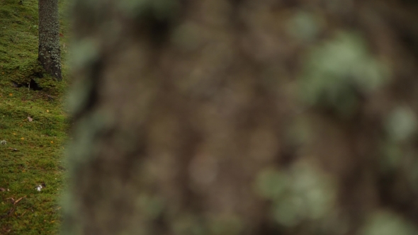 Going From Behind the Tree Trunk and Looking Around the Mossy Fall Forest