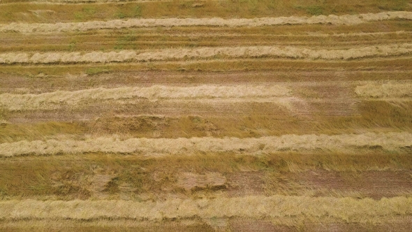Aerial of Agricultural Fields After Harvest. Stripes of Straw on the Field alt
