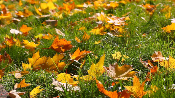 Orange And Yellow Leaves In Autumn Park