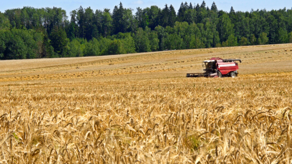 Combine Harvester Front in Wheat Field alt