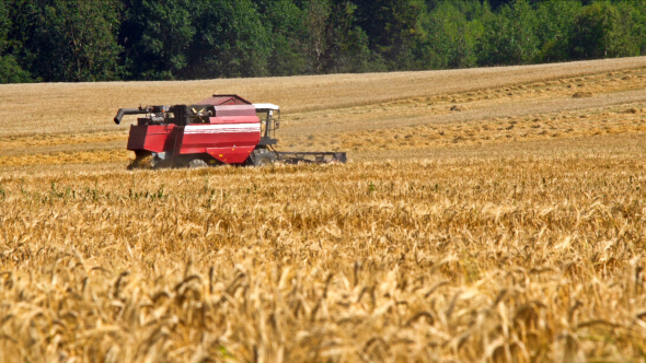 Combine Harvester Back in Wheat Field